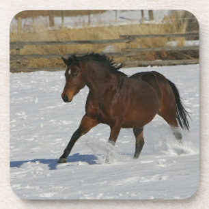 Thoroughbred Horse Running in the Snow Coaster