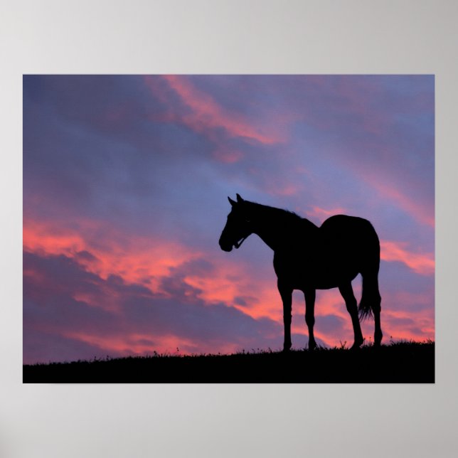 Thoroughbred Horse Silhouetted at Sunrise Poster (Front)