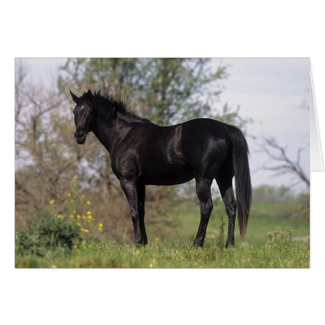 Thoroughbred Horse Standing (Front Horizontal)