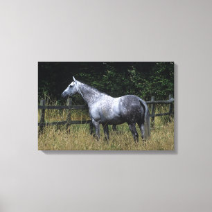 Thoroughbred Horse Standing by Fence Canvas Print