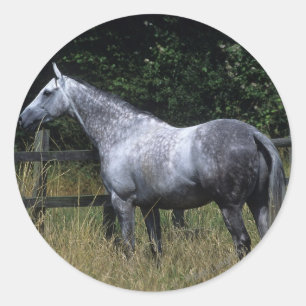 Thoroughbred Horse Standing by Fence Classic Round Sticker