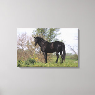 Thoroughbred Horse Standing Canvas Print