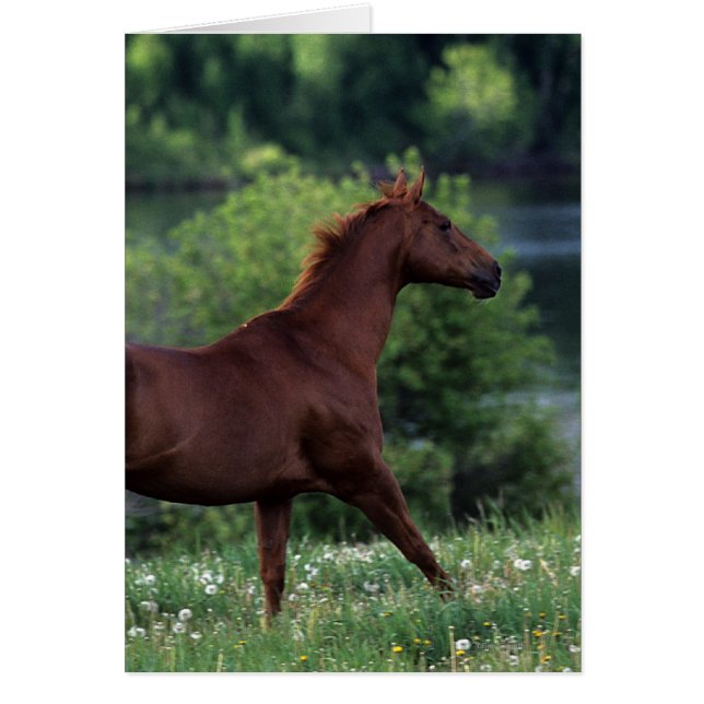 Thoroughbred Horse Standing in Flowers (Front)