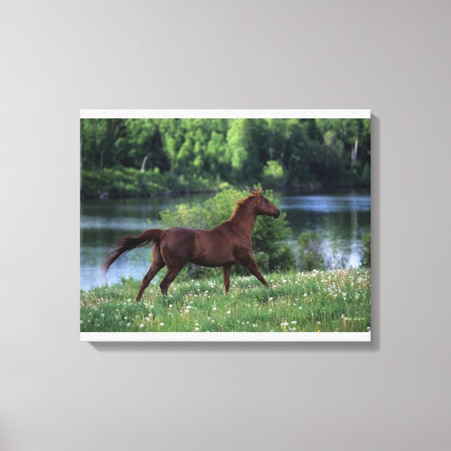 Thoroughbred Horse Standing in Flowers Canvas Print (Front)