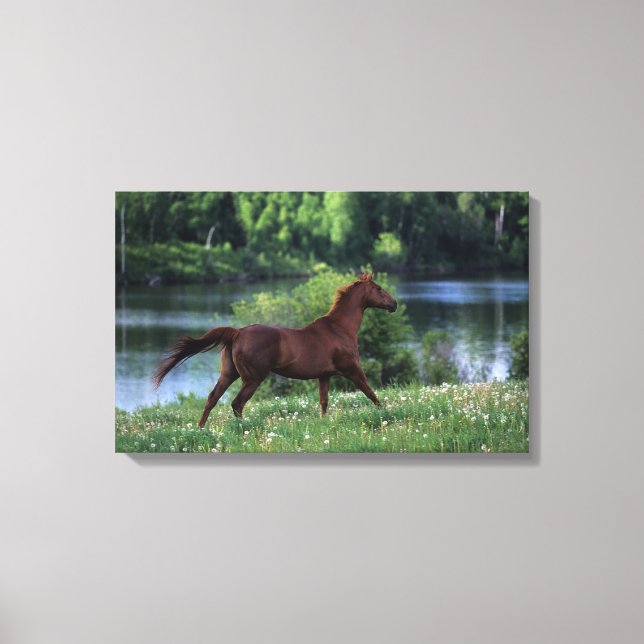 Thoroughbred Horse Standing in Flowers Canvas Print (Front)