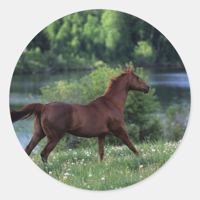 Thoroughbred Horse Standing in Flowers Classic Round Sticker (Front)