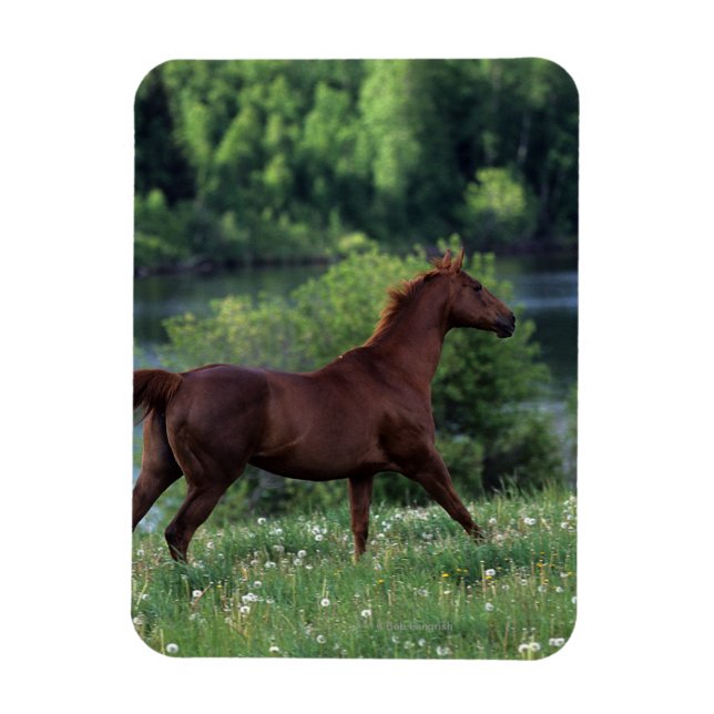 Thoroughbred Horse Standing in Flowers Magnet (Vertical)