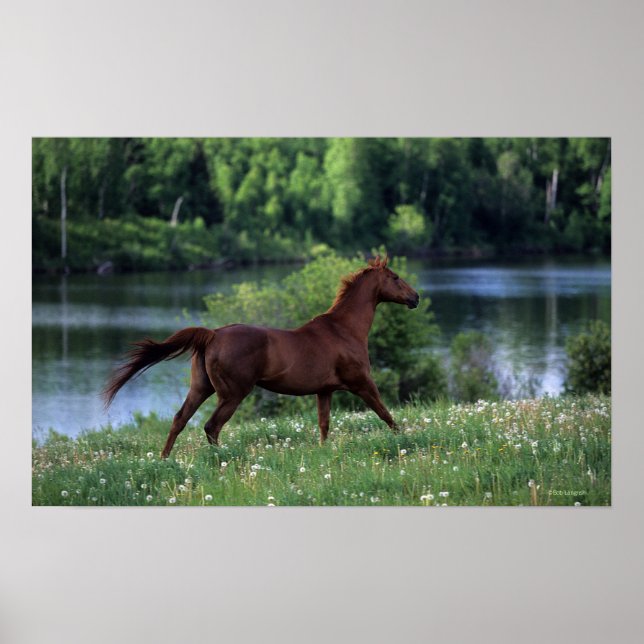 Thoroughbred Horse Standing in Flowers Poster (Front)