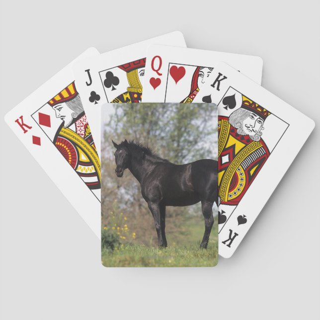Thoroughbred Horse Standing Playing Cards (Back)