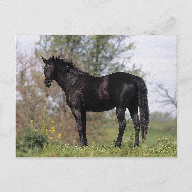 Thoroughbred Horse Standing Postcard (Front)