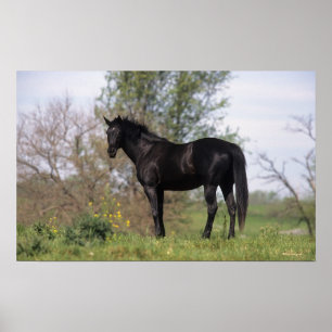 Thoroughbred Horse Standing Poster