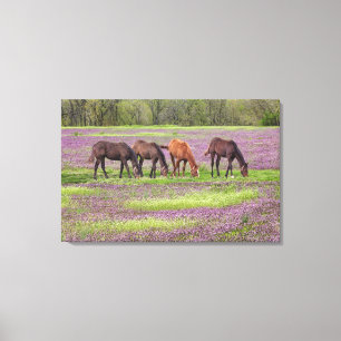 Thoroughbred horses in field of henbit flowers canvas print