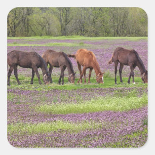 Thoroughbred horses in field of henbit flowers square sticker