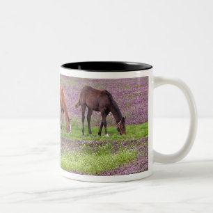 Thoroughbred horses in field of henbit flowers Two-Tone coffee mug