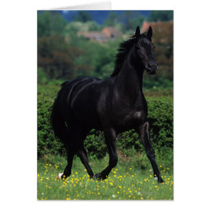Thoroughbred Horses in Flower Field