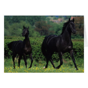 Thoroughbred Horses in Flower Field