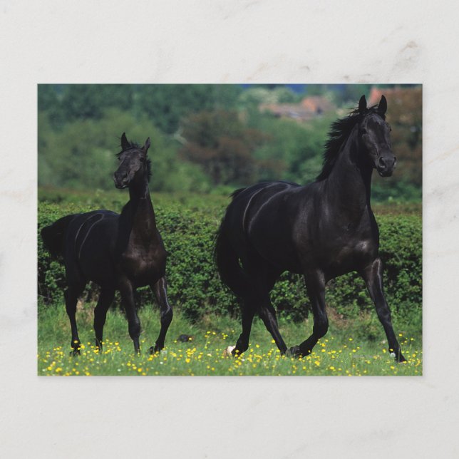 Thoroughbred Horses in Flower Field Postcard (Front)