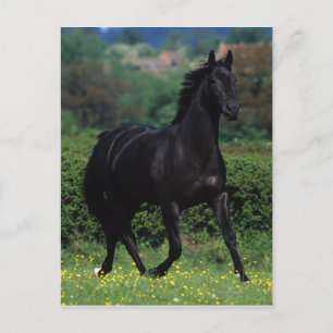 Thoroughbred Horses in Flower Field Postcard