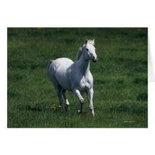 Thoroughbred Mare
