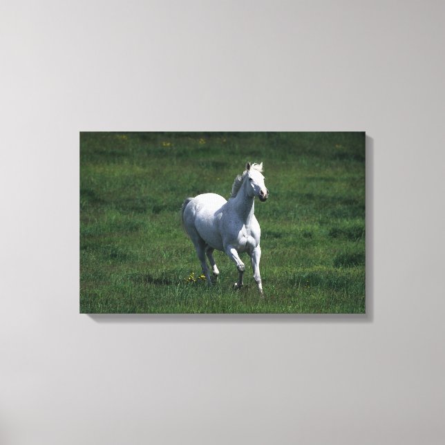 Thoroughbred Mare Canvas Print (Front)