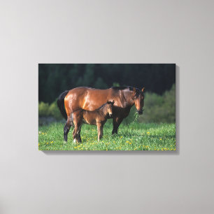 Thoroughbred Mare & Foal 1 Canvas Print