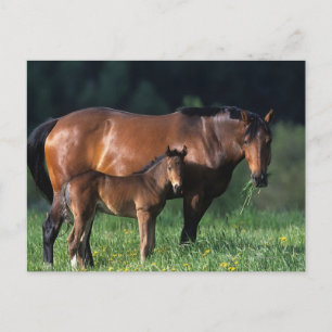 Thoroughbred Mare & Foal 1 Postcard