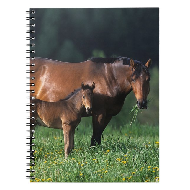 Thoroughbred Mare & Foal 1 Spiral Notebook (Front)