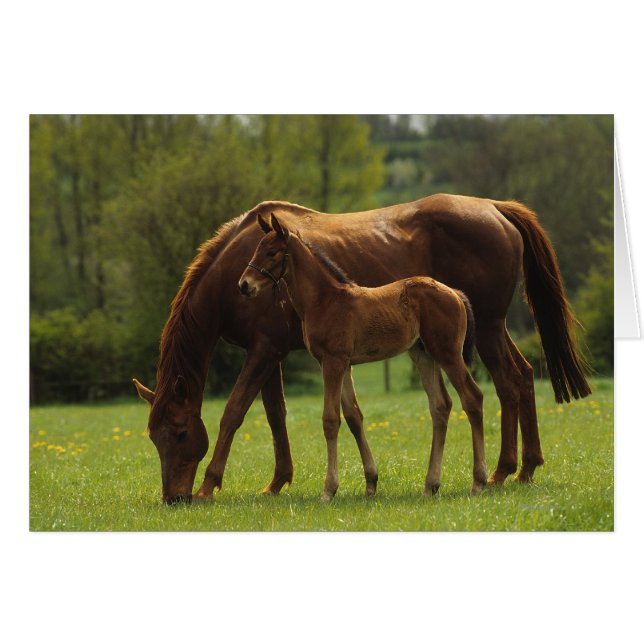 Thoroughbred Mare & Foal 2 (Front Horizontal)