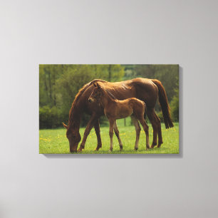 Thoroughbred Mare & Foal 2 Canvas Print