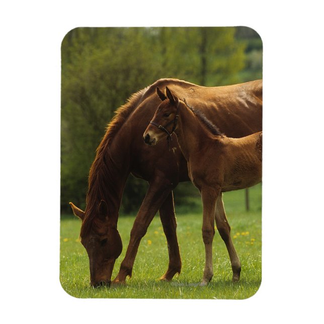 Thoroughbred Mare & Foal 2 Magnet (Vertical)