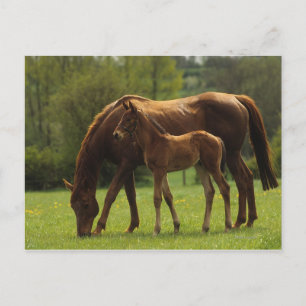 Thoroughbred Mare & Foal 2 Postcard