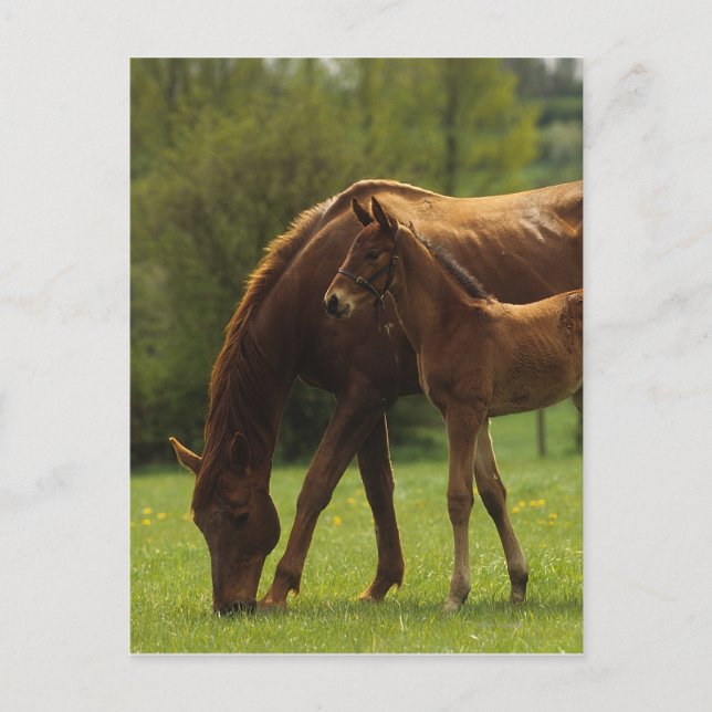 Thoroughbred Mare & Foal 2 Postcard (Front)