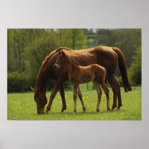 Thoroughbred Mare & Foal 2 Poster