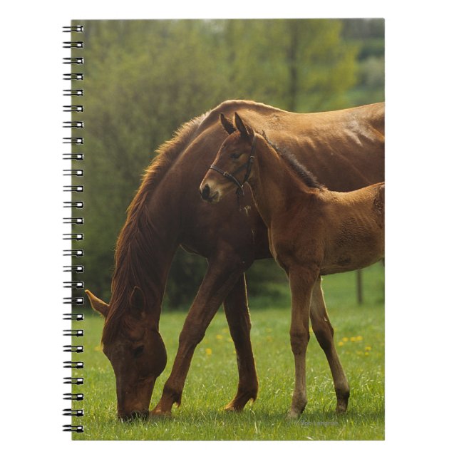 Thoroughbred Mare & Foal 2 Spiral Notebook (Front)