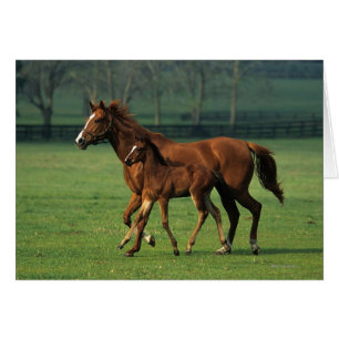 Thoroughbred Mare & Foal 3