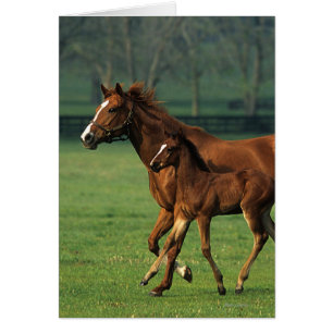 Thoroughbred Mare & Foal 3