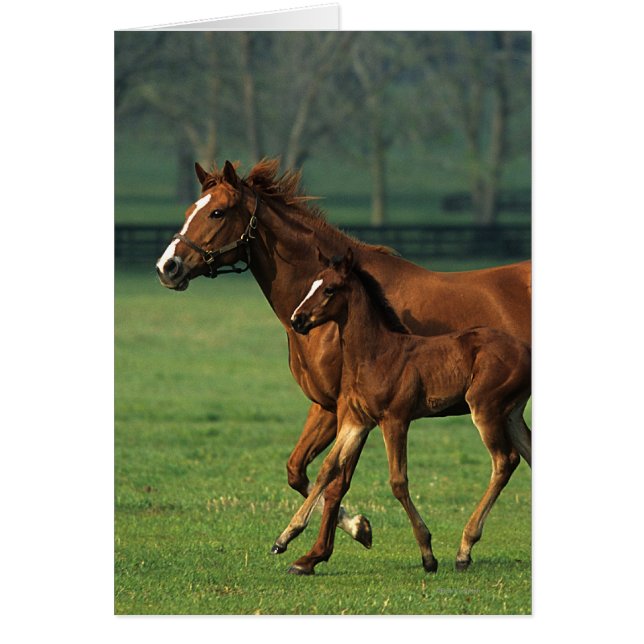 Thoroughbred Mare & Foal 3 (Front)