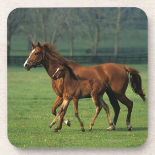 Thoroughbred Mare & Foal 3 Coaster