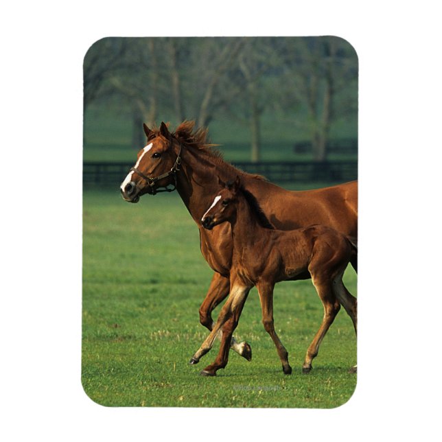 Thoroughbred Mare & Foal 3 Magnet (Vertical)