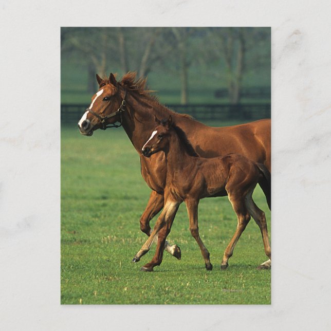 Thoroughbred Mare & Foal 3 Postcard (Front)