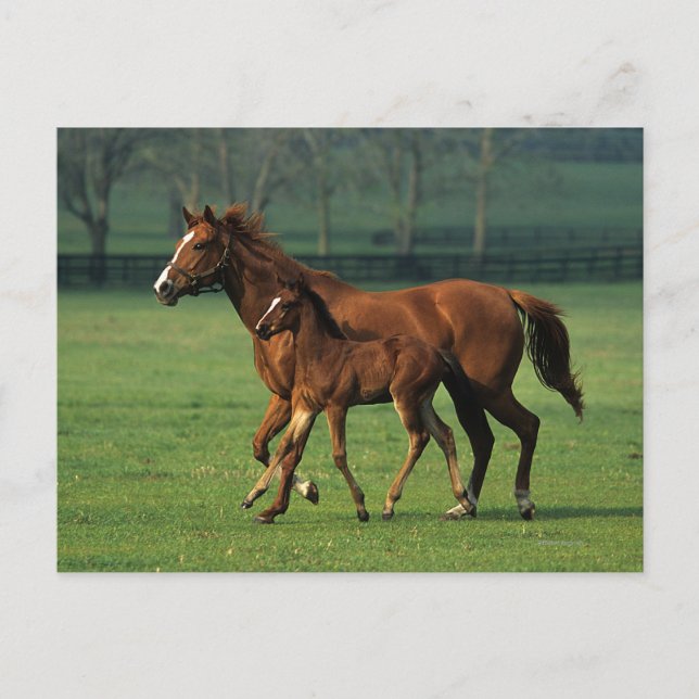 Thoroughbred Mare & Foal 3 Postcard (Front)