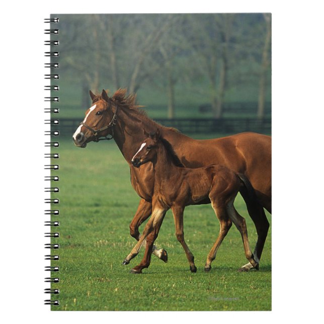 Thoroughbred Mare & Foal 3 Spiral Notebook (Front)