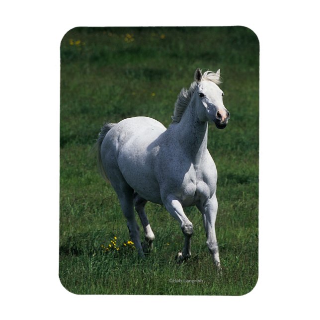 Thoroughbred Mare Magnet (Vertical)