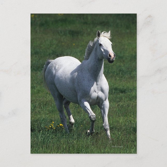 Thoroughbred Mare Postcard (Front)
