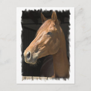 Thoroughbred Postcard