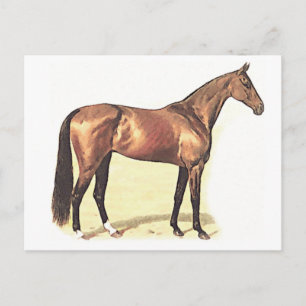 Thoroughbred Postcard