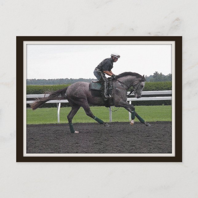 Thoroughbred Race Horse postcard (Front)