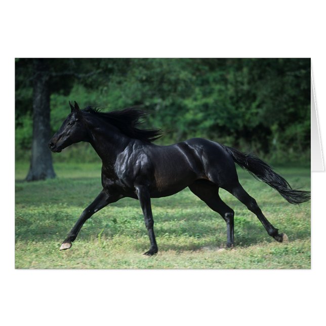 Thoroughbred Running (Front Horizontal)