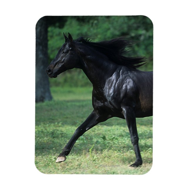 Thoroughbred Running Magnet (Vertical)