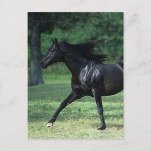 Thoroughbred Running Postcard